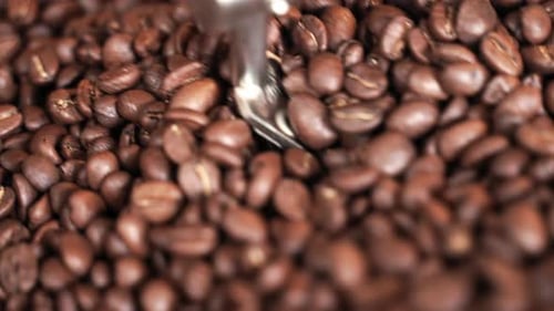 Close-up roasted coffee beans being pushed through drum roaster in slow motion. .Roasting process