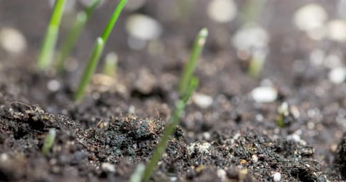 Time Lapse of Green Sprouts Growing from Soil