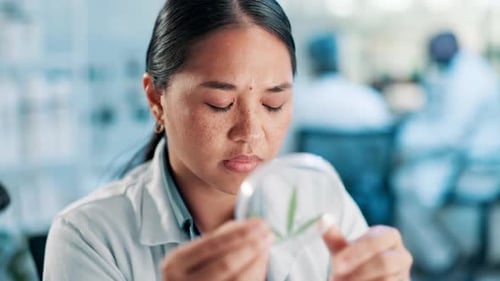 Science, woman and cannabis or plant in petri dish for analysis in laboratory with leaf study