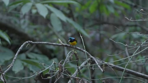 Nepali birds in Fulchoki Godawori Lalitpur
