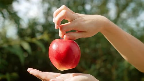 Woman Holding Fresh Red Apple in Hand with Another Hand Touching Its Stem Female Showcasing Ripe