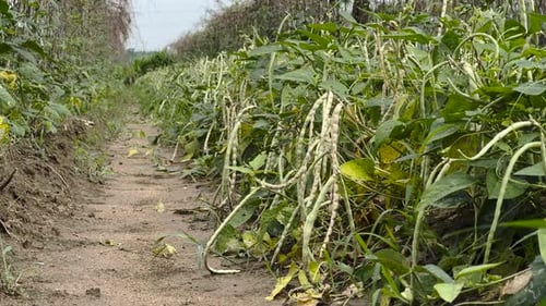 Green bean plant
