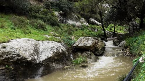 Stream flowing through forest