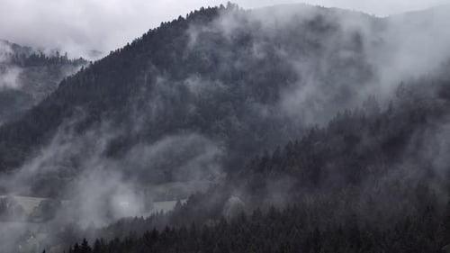 Aerial view of a super moody mountain forest of fir and spruce trees