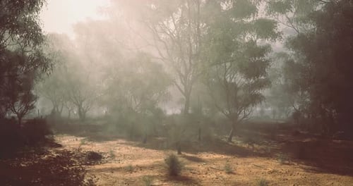 Realistic Forest Scene with Sun Rays and Misty Atmosphere