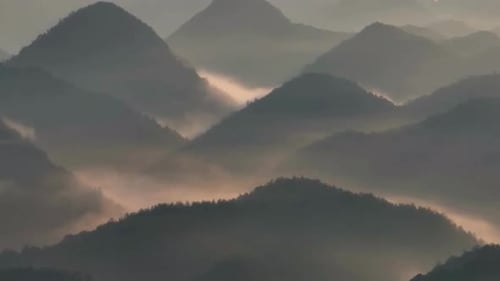 Cinematic View Of Forest Tree and Green Nature