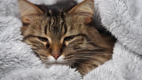 Cute Striped Cat Sleeping Peacefully in Grey Blanket