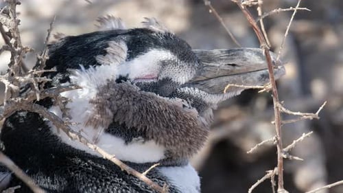 Colony of Magellanic penguins (Spheniscus magellanicus) standing on the coastline of Atlantic Ocean