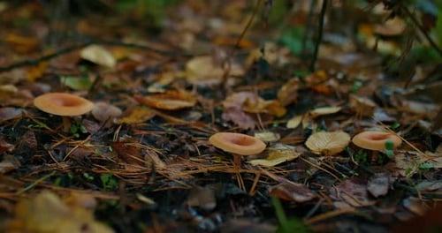 Edible Mushrooms in the Forest Clearing