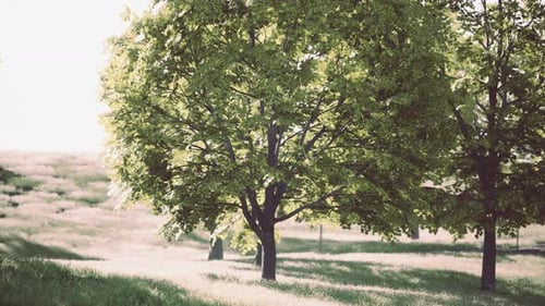 A Serene Field with Lush Green Grass and Majestic Trees in the Distance