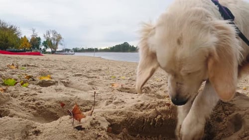 Cute Golden Retriever Puppy Humorously Digs Hole In Beach Sand
