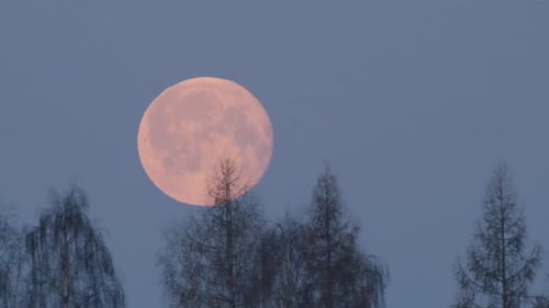 Pink Moon Sinking Behind Trees