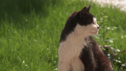 black and white cat on green grass