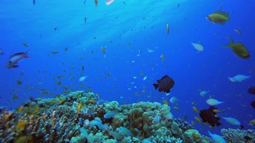 Colorful Fish Swimming Over Coral Reef, Ocean Scene