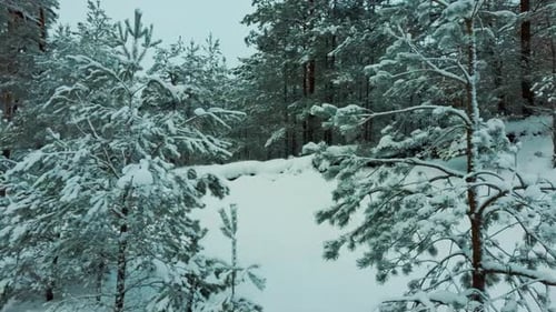Aerial View Snow Covered Trees and Snowy Forest, on a Dark, Cloudy, Winter Day