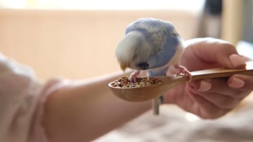 Owner Woman Feeding a Budgie Closeup White Blue Budgerigar Perching on the Hand Pet Bird is Eating