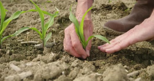 Person planting a corn stalk in a field