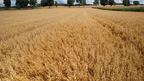 Drone Flight Above Ripe Yellow Wheat Field
