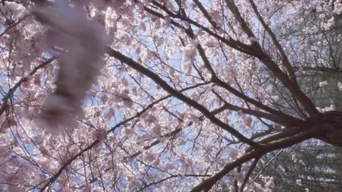 Cherry Blossoms Blooming on Tree Branches in Spring