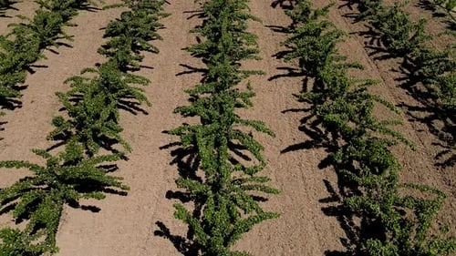 Symmetrically Planted Fruit Saplings