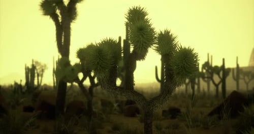 Desert Landscape with Joshua Trees Under a Hazy Yellow Sky at Dusk