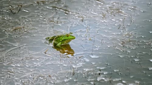 Green Frog - 2K