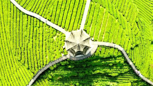 Tea Field