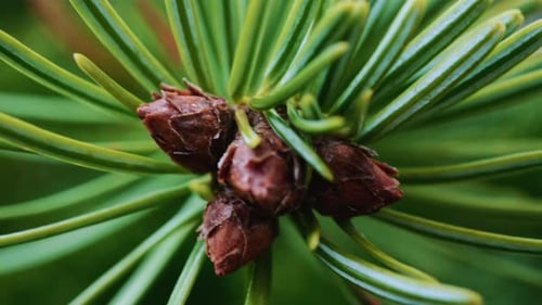 Close up of of a fir tree branch showing green needles radiating from a central brown bud