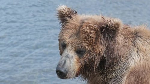 Brown bear in river