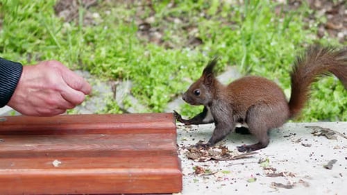 Man feeding nuts to a brown squirrel in the park