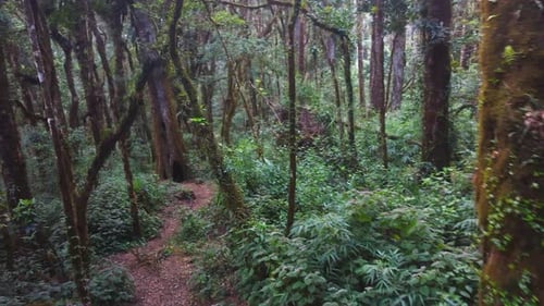 Flyover: Rugged forest path in lush, dense jungle foliage in Honduras