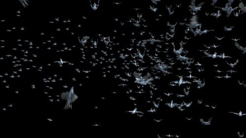 Dynamic Flock of Flying Birds Animation