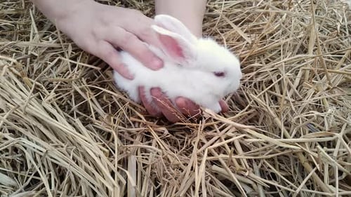 Hands Gently Petting Adorable White Bunny in Straw