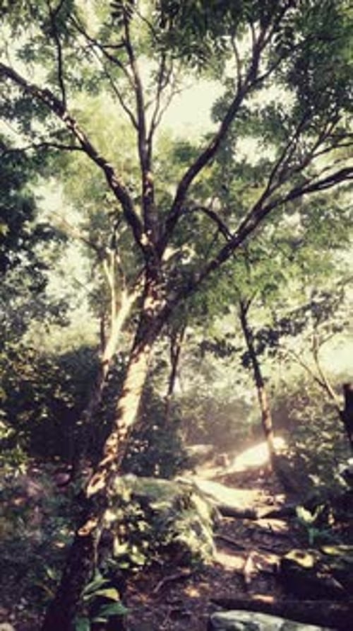 Beautiful Green Forest Glade in a Light of Sun