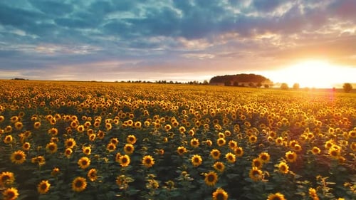 Endless field of sunflowers bathed in the warm glow of the setting sun under a sky with dramatic clo