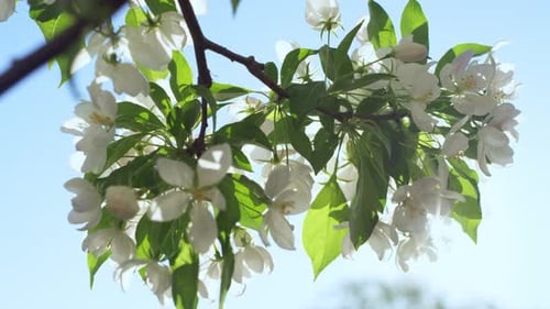 Apple Blossoming Against Bright Sun In Closeup. Tree Flowers Blooming Against Blue Peaceful Sky O...