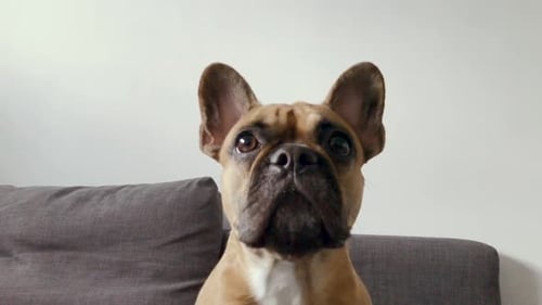 French bulldog face close-up. Pet at home look at something