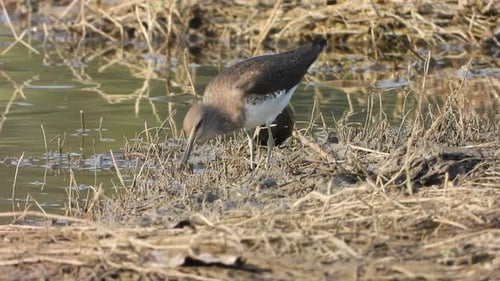 Sandpiper in pond area - finding food .