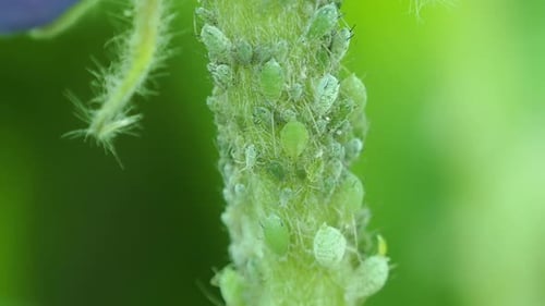 Forte infestation de pucerons sur l'épi floral du lupin