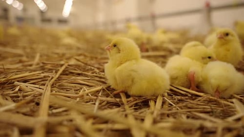 Élevage et élevage de poulets à la ferme