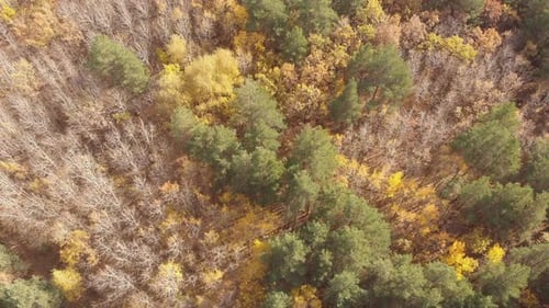 Autumn Forest
