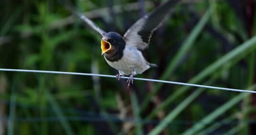 Barn swallows (Hirundo rustica) feeding chicks, Southern France