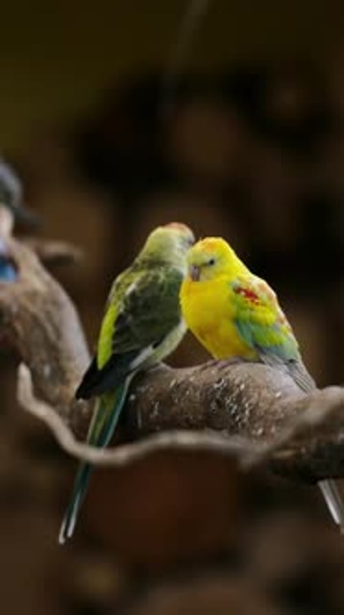 Perroquets Rosella dorés drôles sur une branche d'arbre