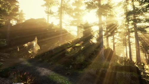 Sunset in the Foggy Forest