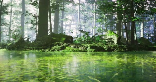 Lush Green Forest with Serene Reflective Water During Bright Daylight Hours