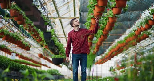 Man Examining Plants in Lush Greenhouse