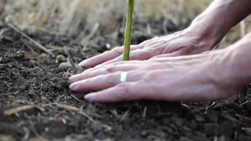 Female Hands of Farmer Planting Green Sprout in the Ground at Summer Season Arms of Agronomist