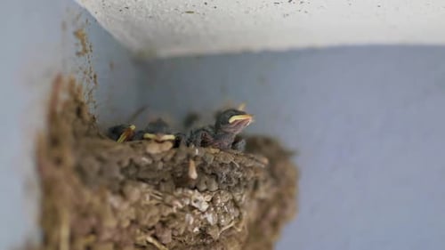 Baby Birds Chirping in the Nest