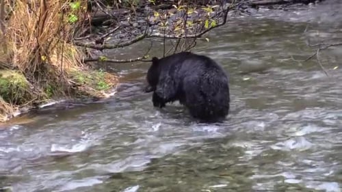 ours noir essayant d'attraper du poisson dans la rivière, ours au rythme rapide qui charge quand il voit du poisson dans l'eau