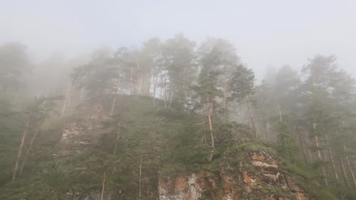 Forest Rain Day Morning Dawn Sun Wood Misty Magic Pine Tree Fog